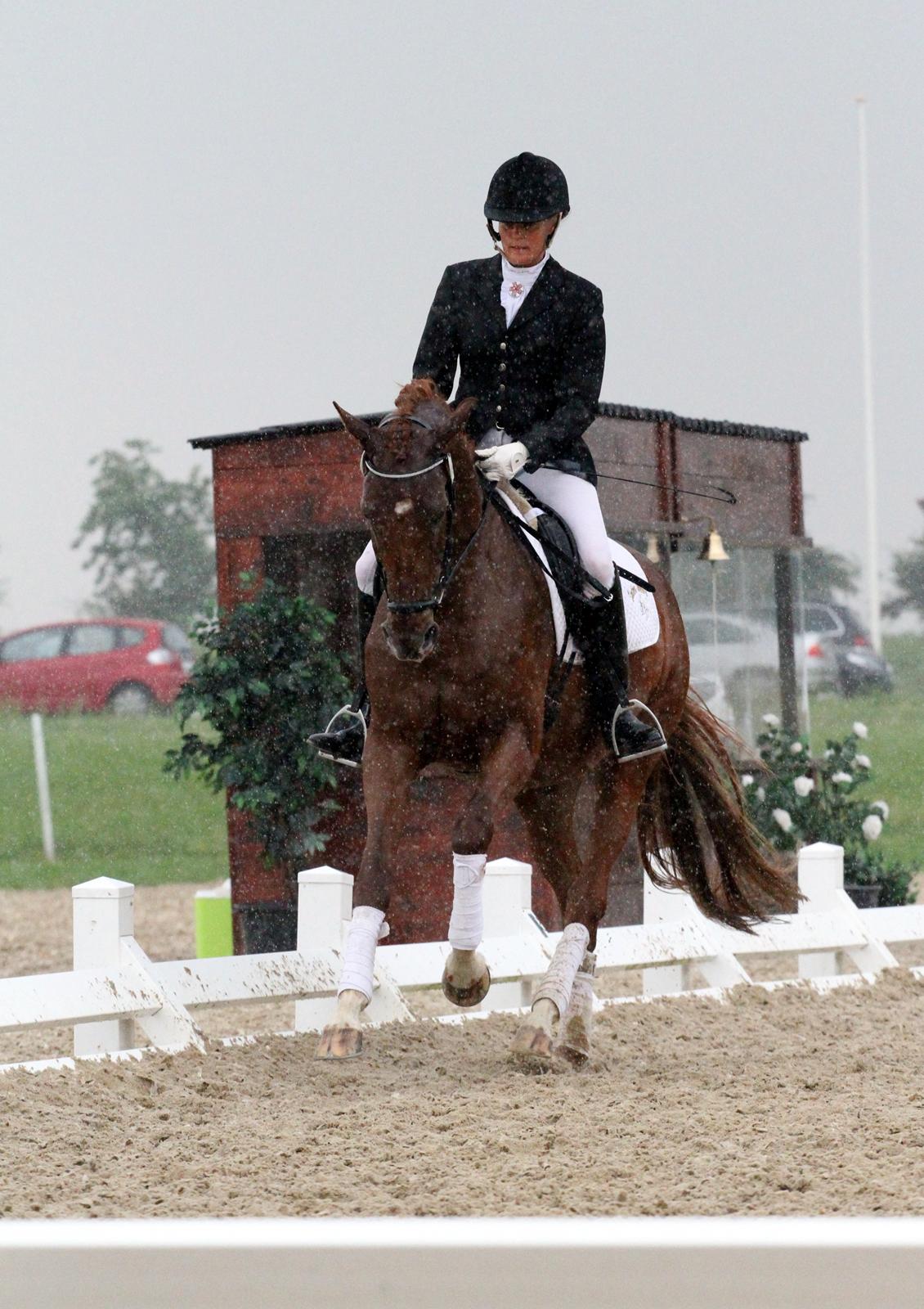 Dansk Varmblod Hoelgaards Simply Red billede 19