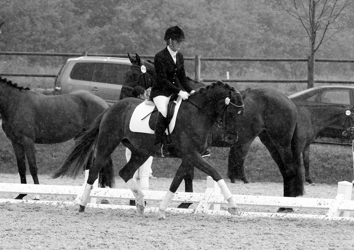 Dansk Varmblod Hoelgaards Simply Red billede 20