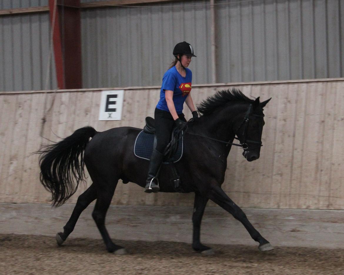 Oldenborg Sorél af Dano billede 14