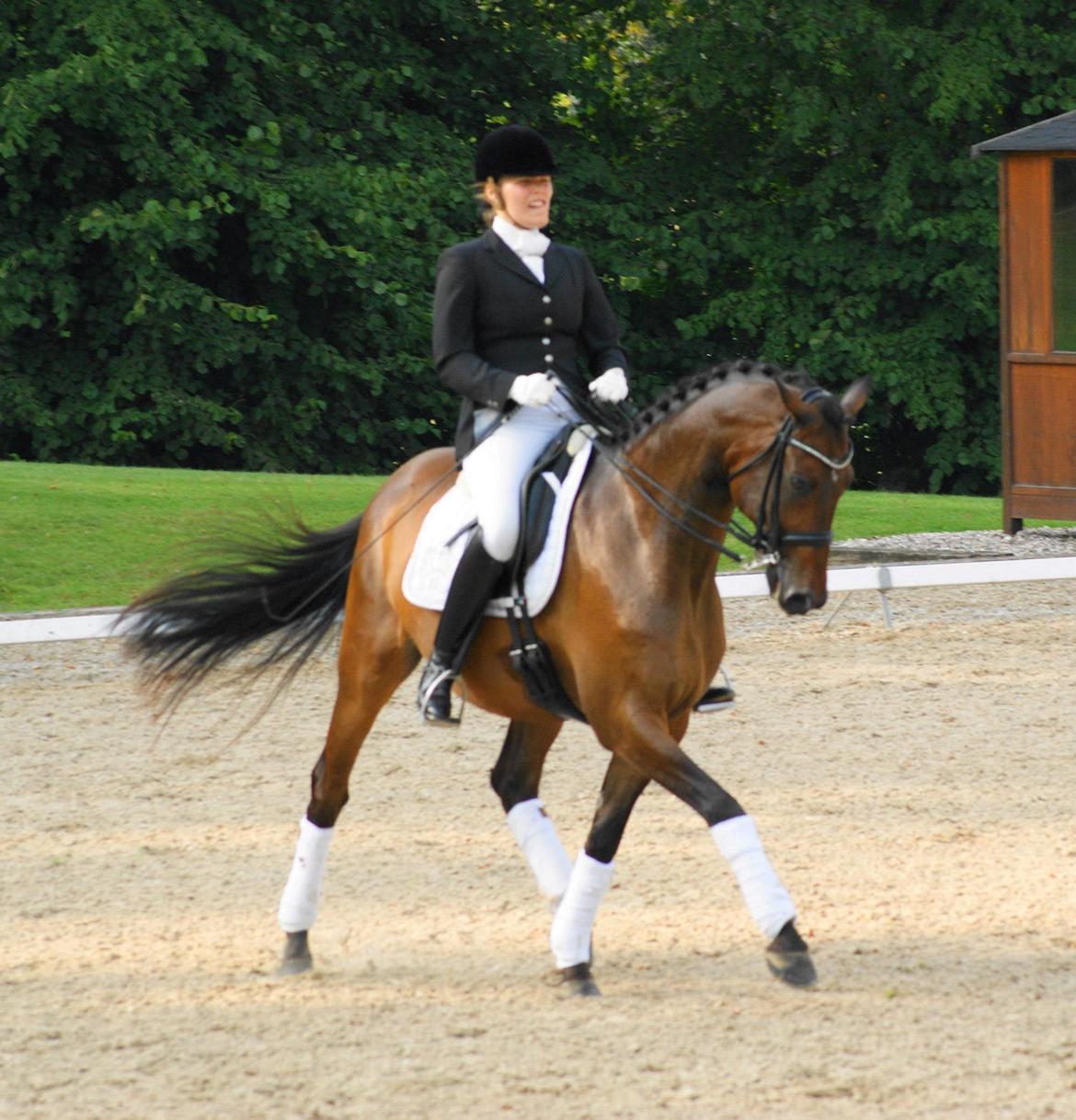 Trakehner Burberry - Ranglisteshow på Broholm - August 2012 billede 1