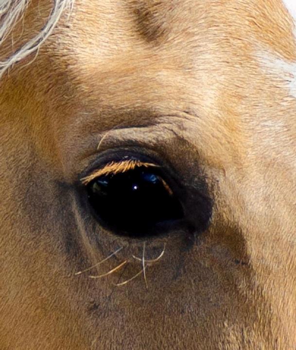 Palomino Kvistgaards Csillag - Så smuk (-: billede 16