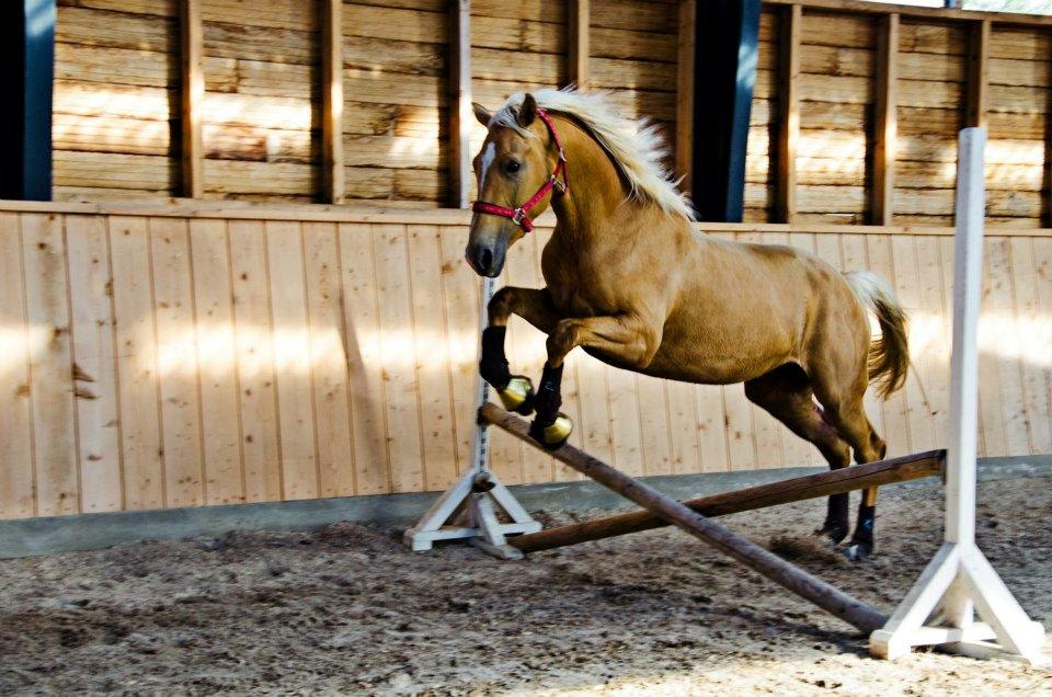 Palomino Kvistgaards Csillag - Første gang at guld klumpen springer efter jeg har fået hende <3 billede 17