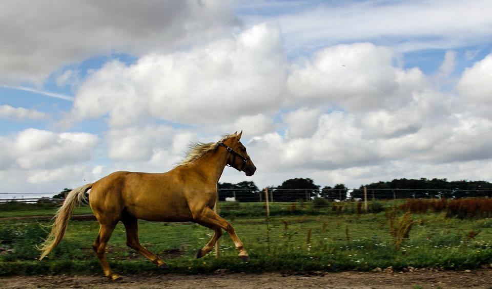 Palomino Kvistgaards Csillag billede 18