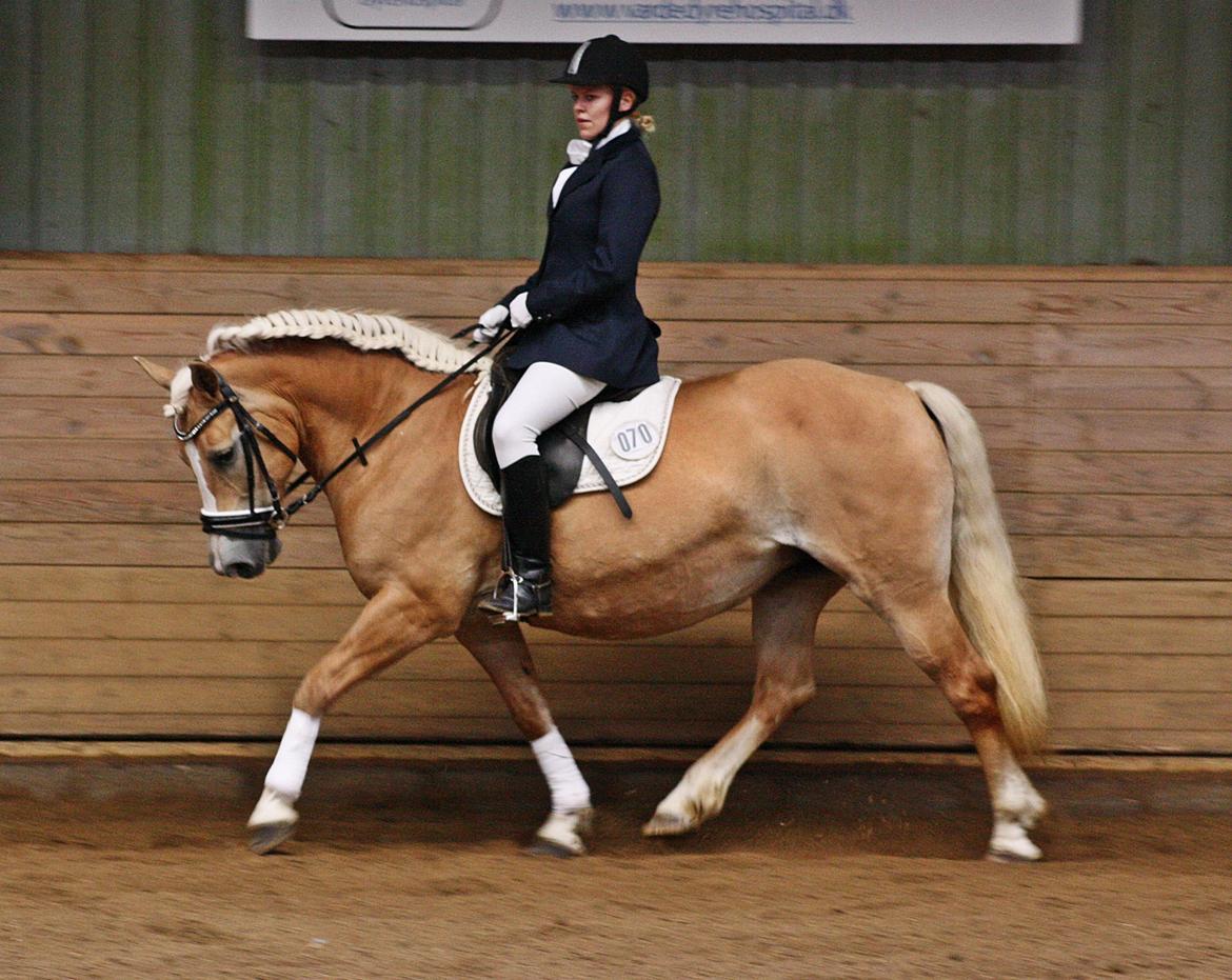 Haflinger GRYNET - 26-08-2012 billede 3