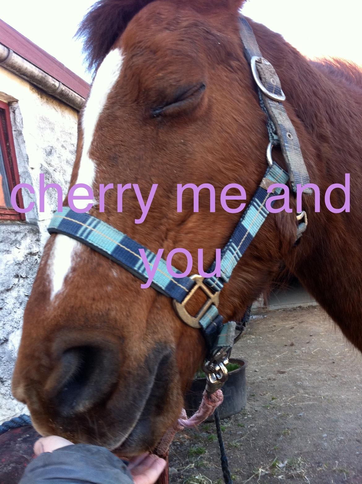 DSP Cherry Cheval billede 1