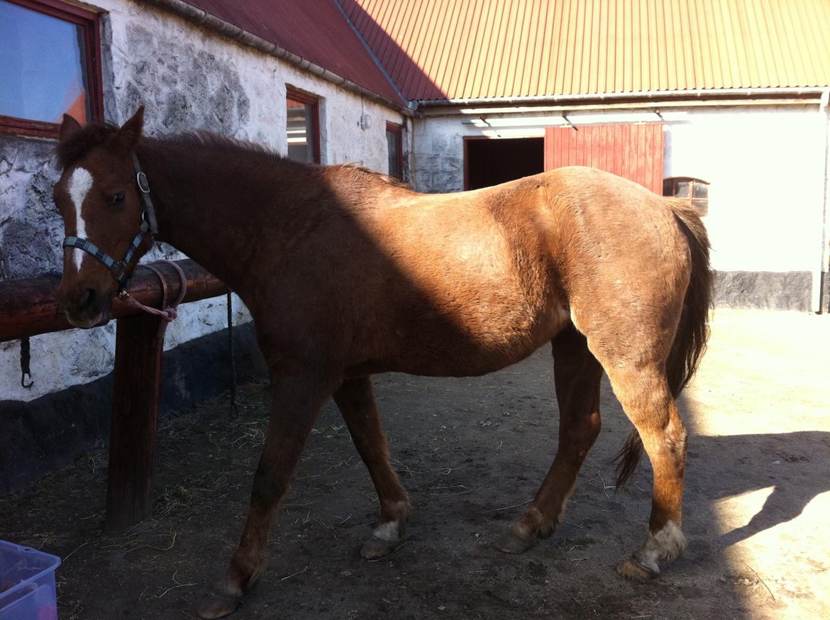 DSP Cherry Cheval - du både min skygge og min dejlige sol billede 2