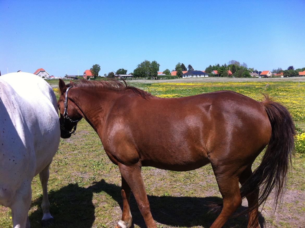 DSP Cherry Cheval billede 3