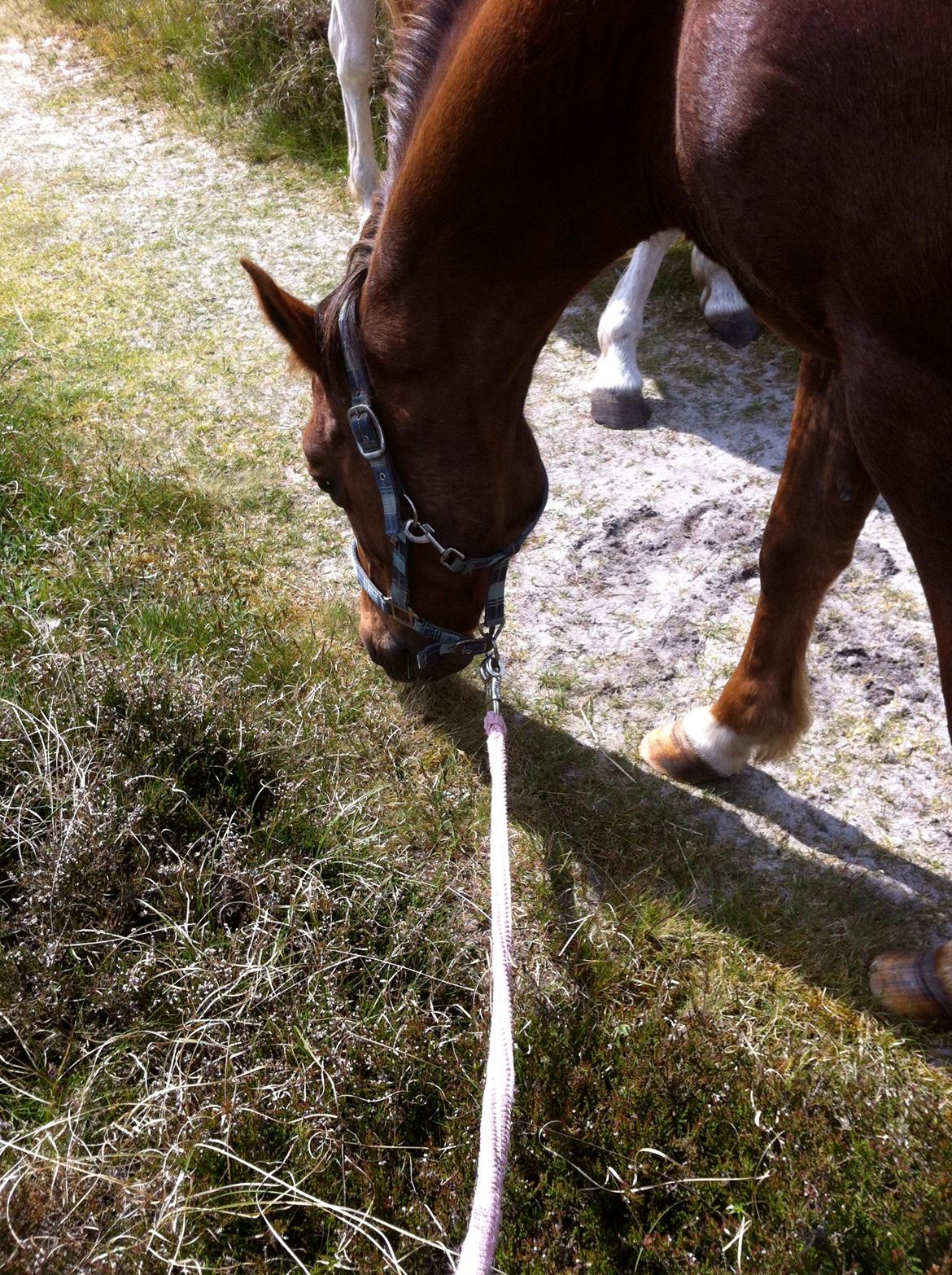 DSP Cherry Cheval billede 6