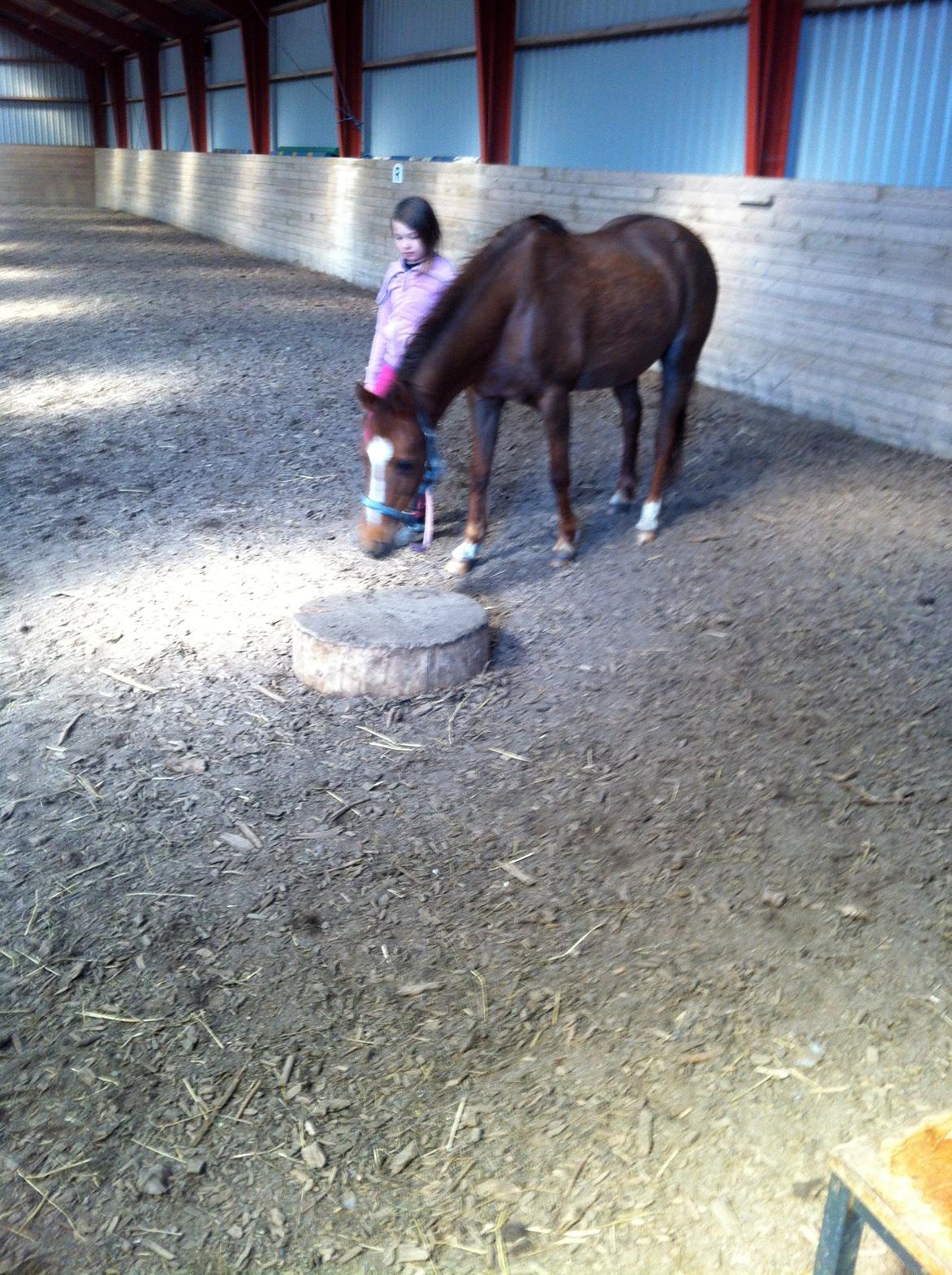 DSP Cherry Cheval - ridelejre billede 7