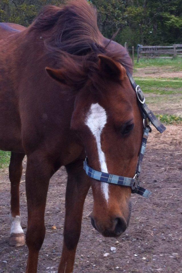 DSP Cherry Cheval billede 8