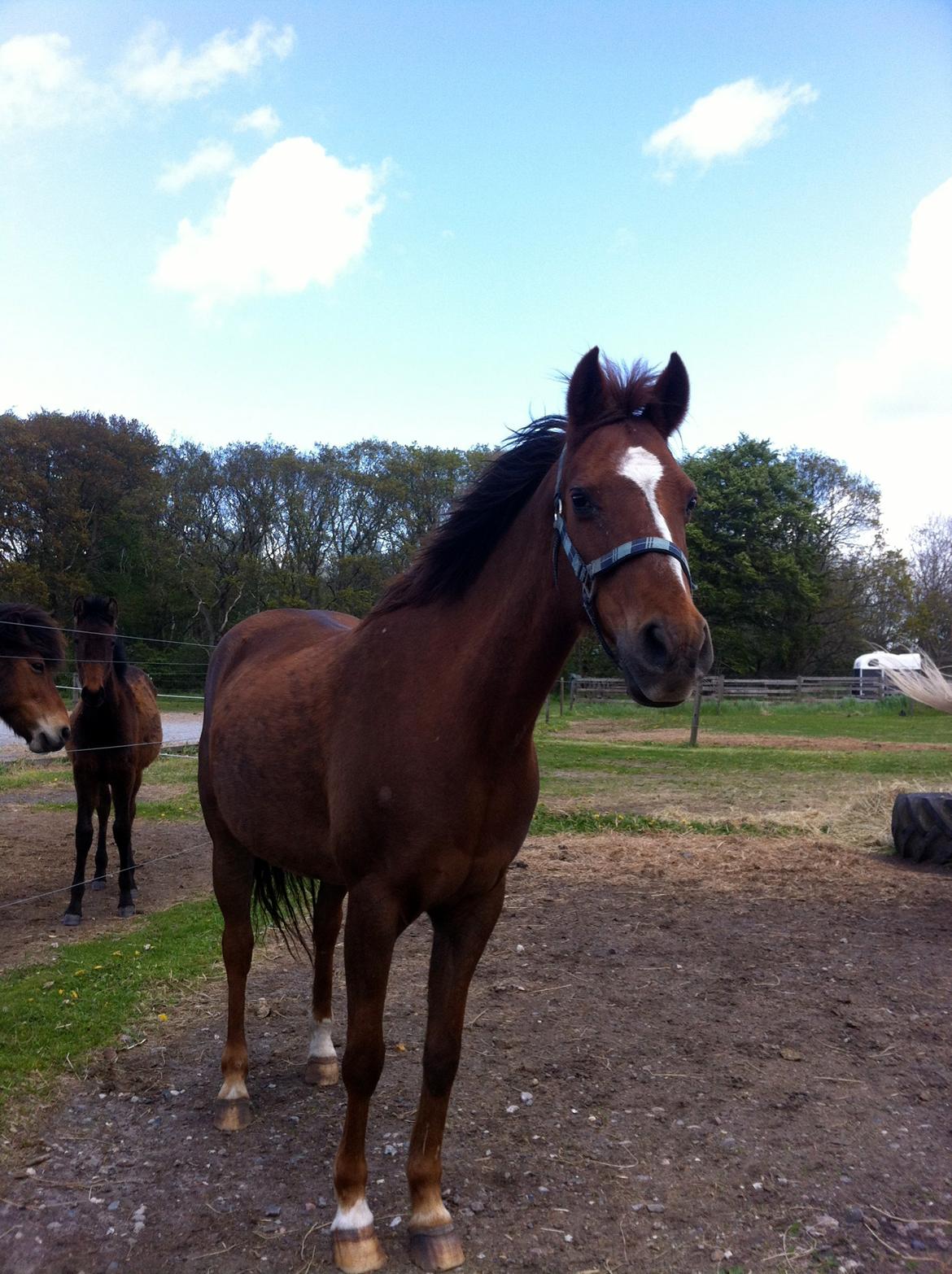 DSP Cherry Cheval billede 9