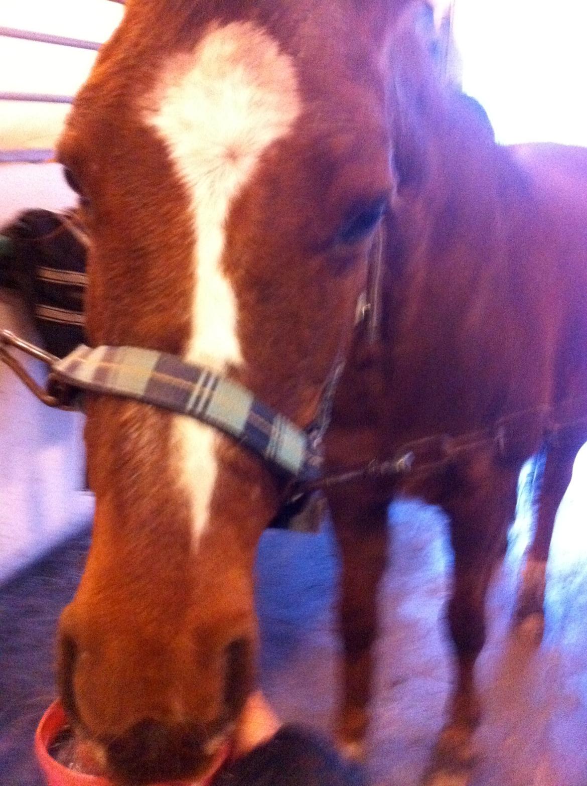 DSP Cherry Cheval - min søde skat love u<3 billede 10