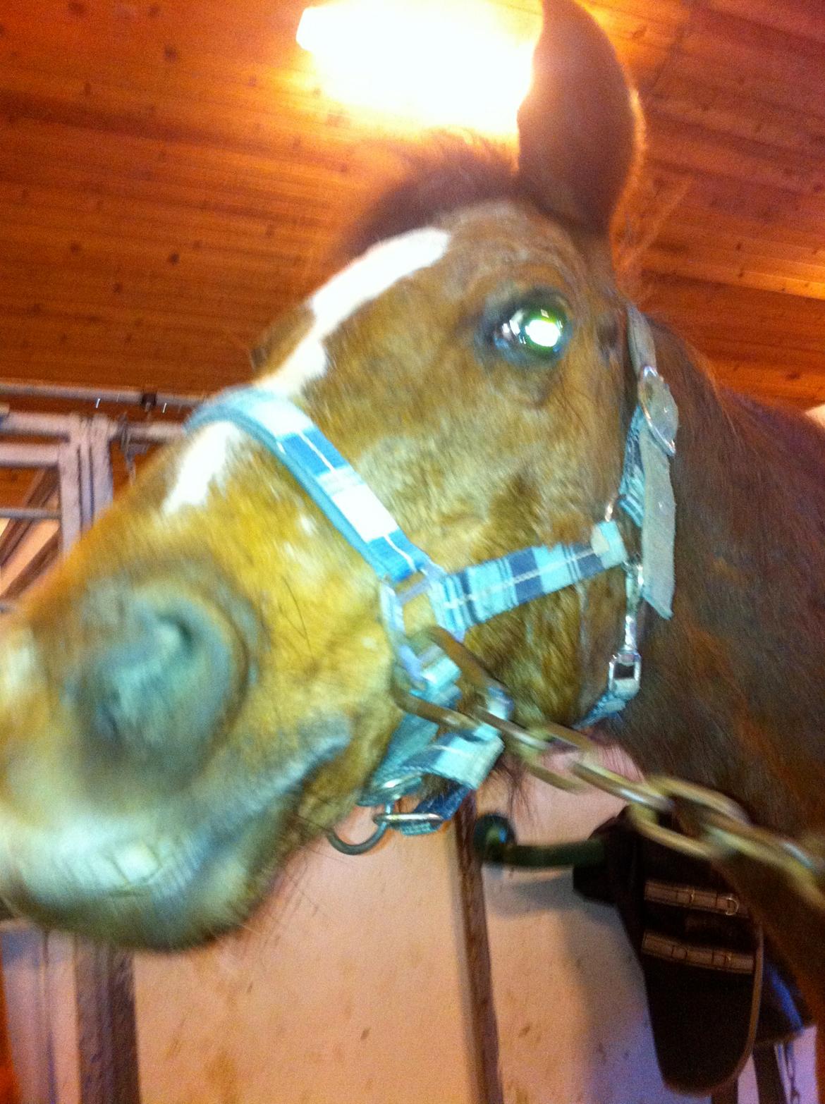 DSP Cherry Cheval - hej hej mange tak fordi i kiggede forbi billede 18