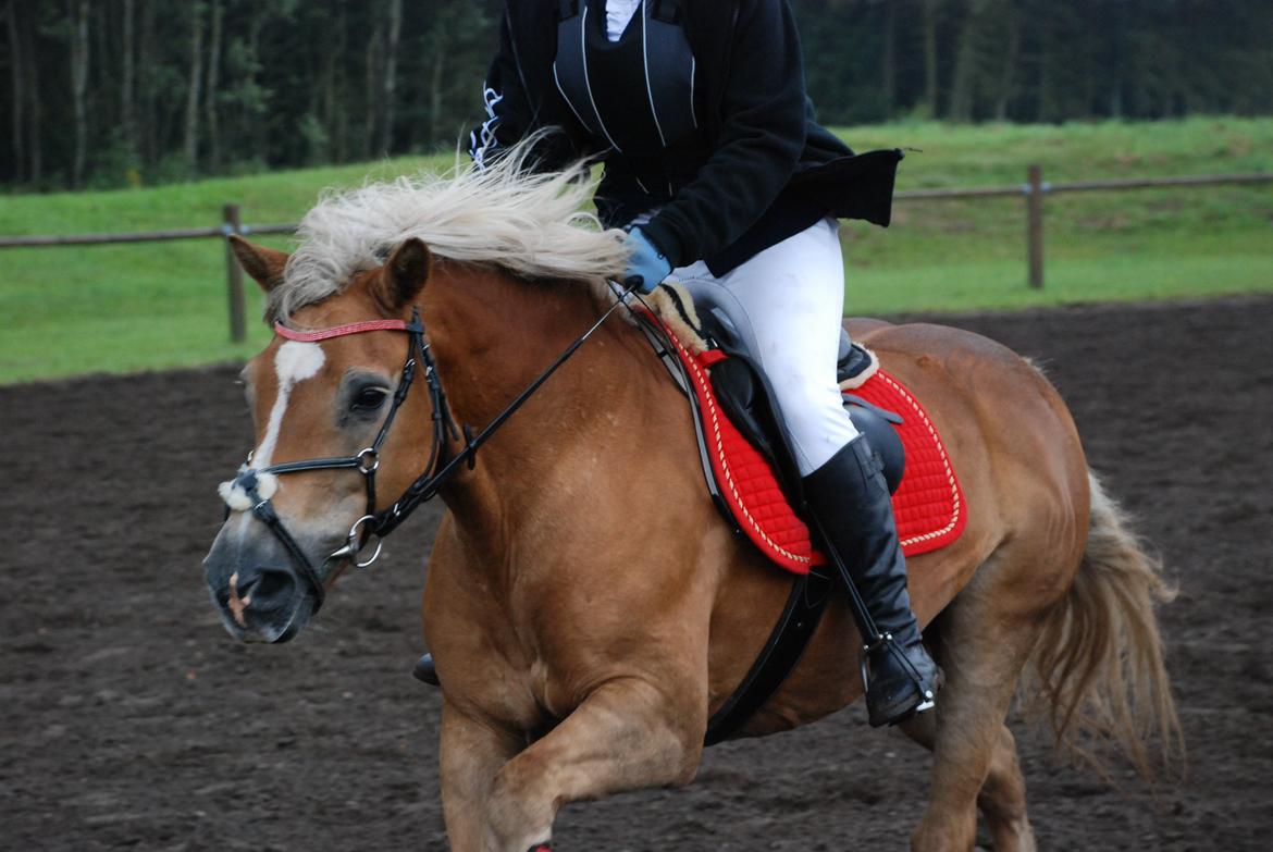 Haflinger Abbi rundhøj - 25-08-2012 Haflinger DM billede 19