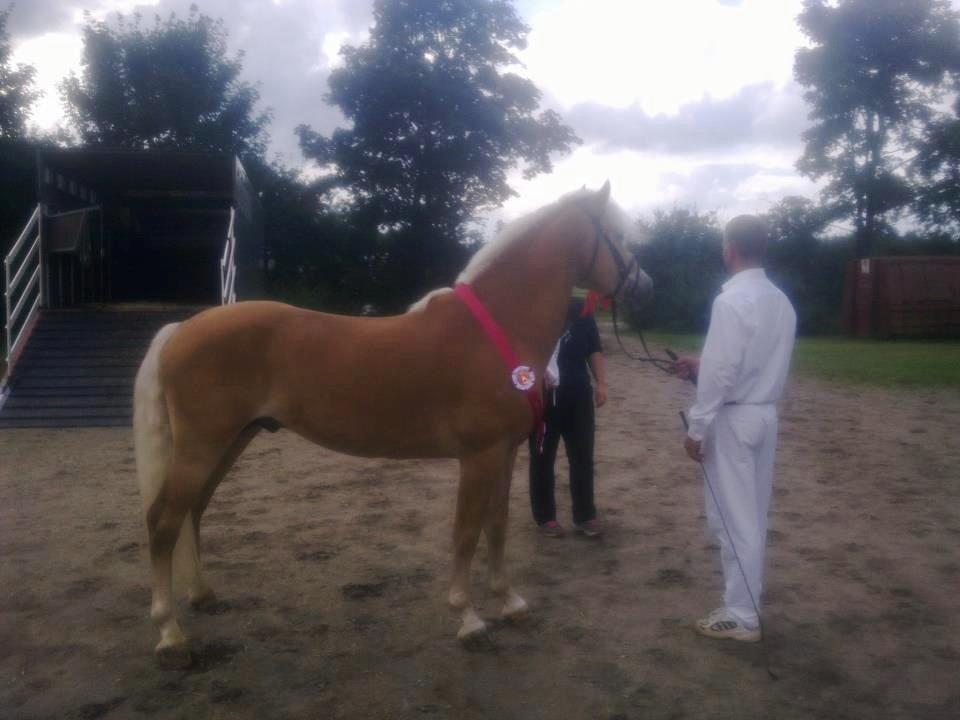 Haflinger Baflo af Brunbjerg - Avlshingst - År 2012 bedste haflinger hingst! billede 20