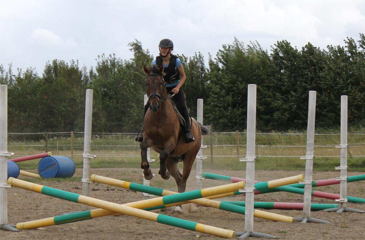 Knabstrupper - Piano *Knappe* - Tempospring med Knappe billede 17