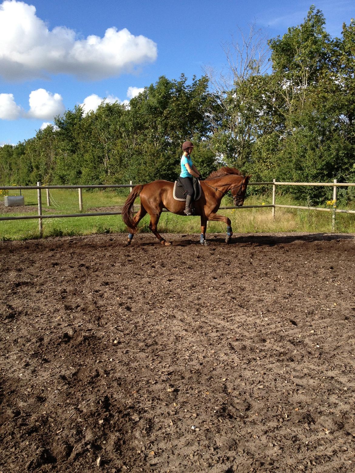 Hollandsk Varmblod Vincent B (Posen) - Syntes han er ret lækker på det her billede! <3 billede 4