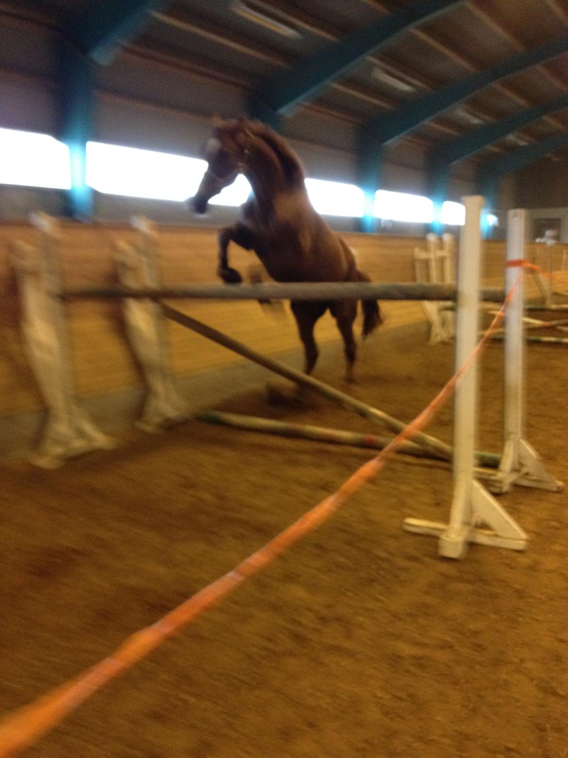 Hollandsk Varmblod Vincent B (Posen) - 140 i løsspiring billede 5