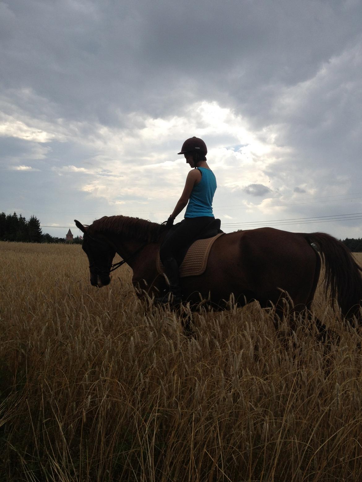 Hollandsk Varmblod Vincent B (Posen) - På skov tur med Anna og Morten billede 7
