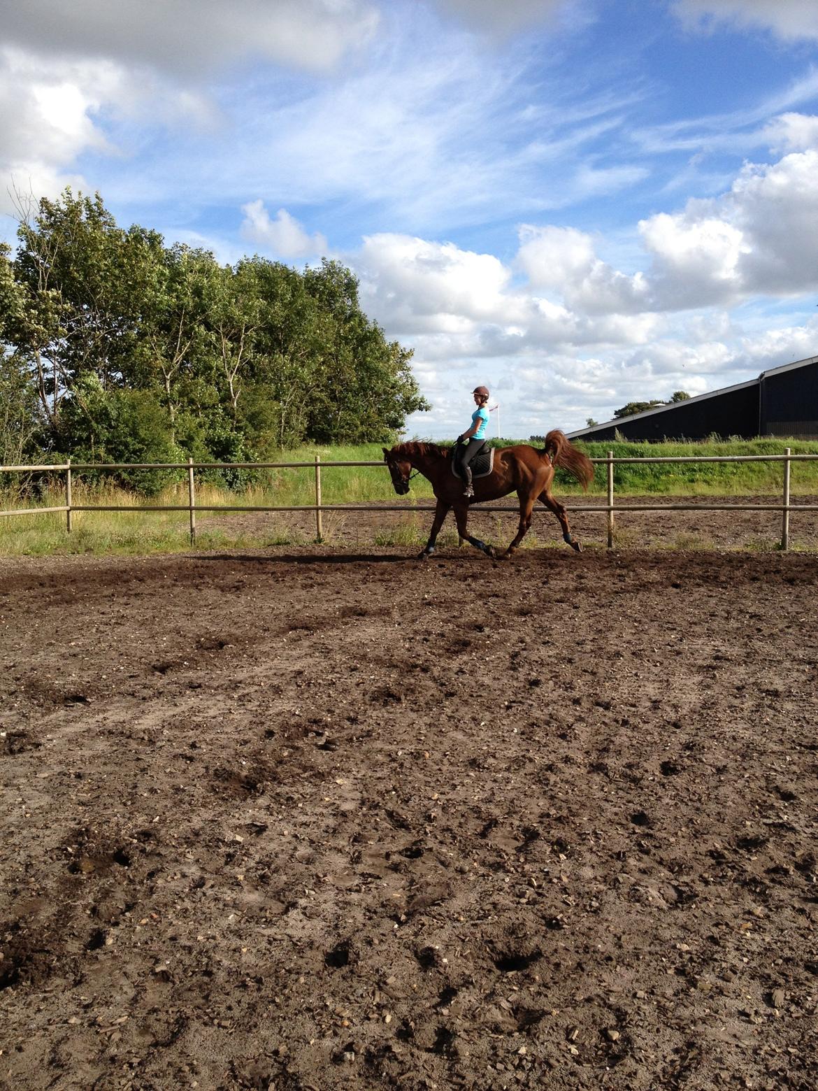 Hollandsk Varmblod Vincent B (Posen) billede 8