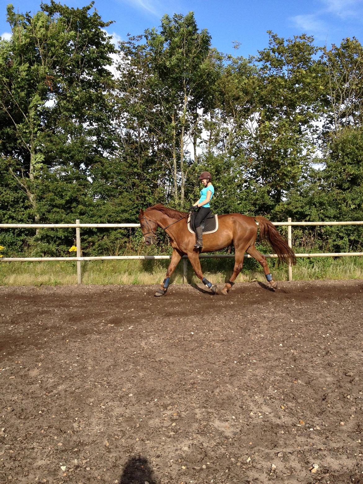 Hollandsk Varmblod Vincent B (Posen) billede 11