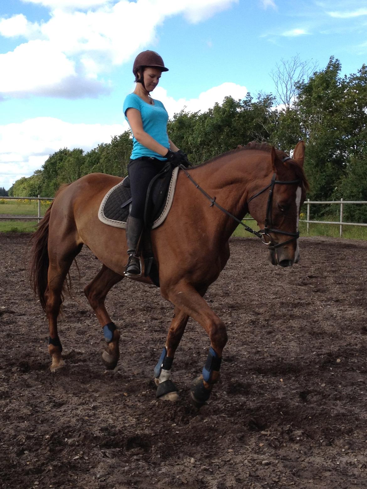 Hollandsk Varmblod Vincent B (Posen) billede 13