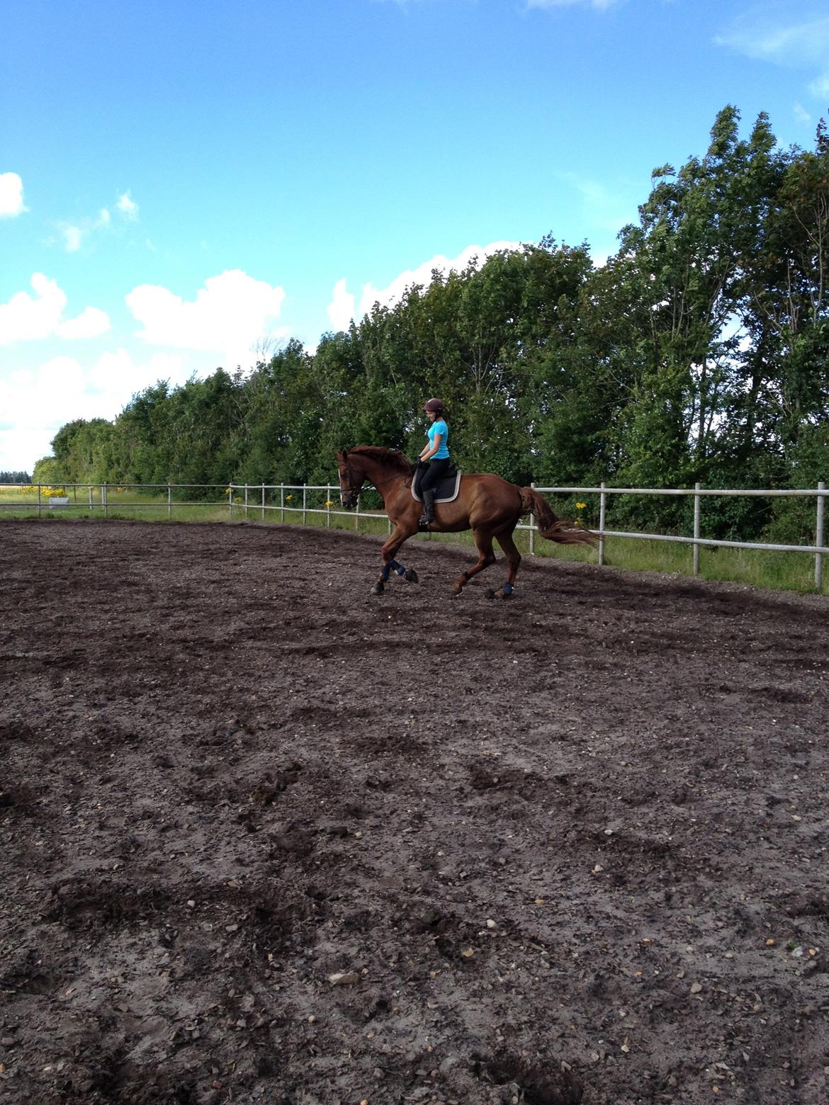 Hollandsk Varmblod Vincent B (Posen) billede 15