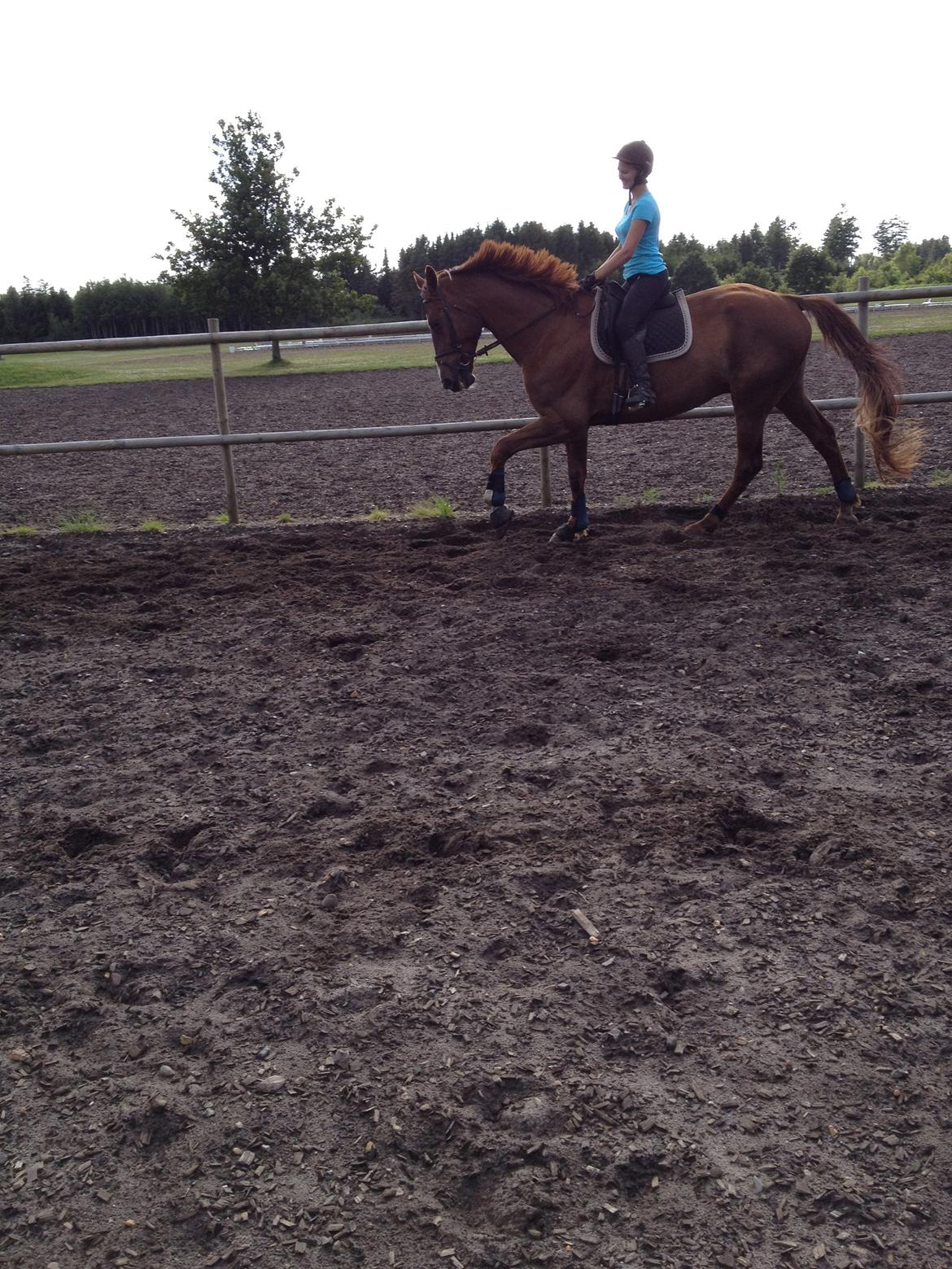 Hollandsk Varmblod Vincent B (Posen) billede 16