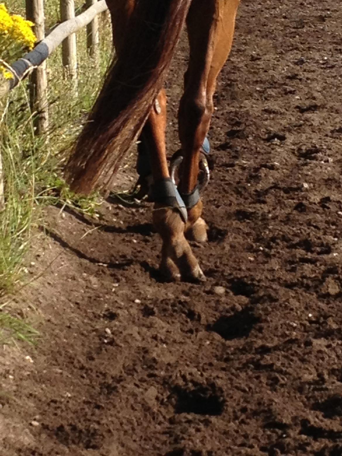 Hollandsk Varmblod Vincent B (Posen) - Fine fusser <3 billede 17