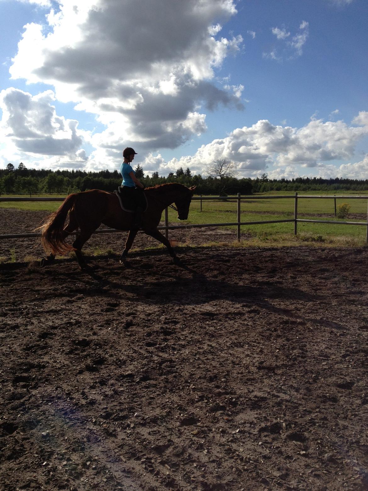 Hollandsk Varmblod Vincent B (Posen) billede 18