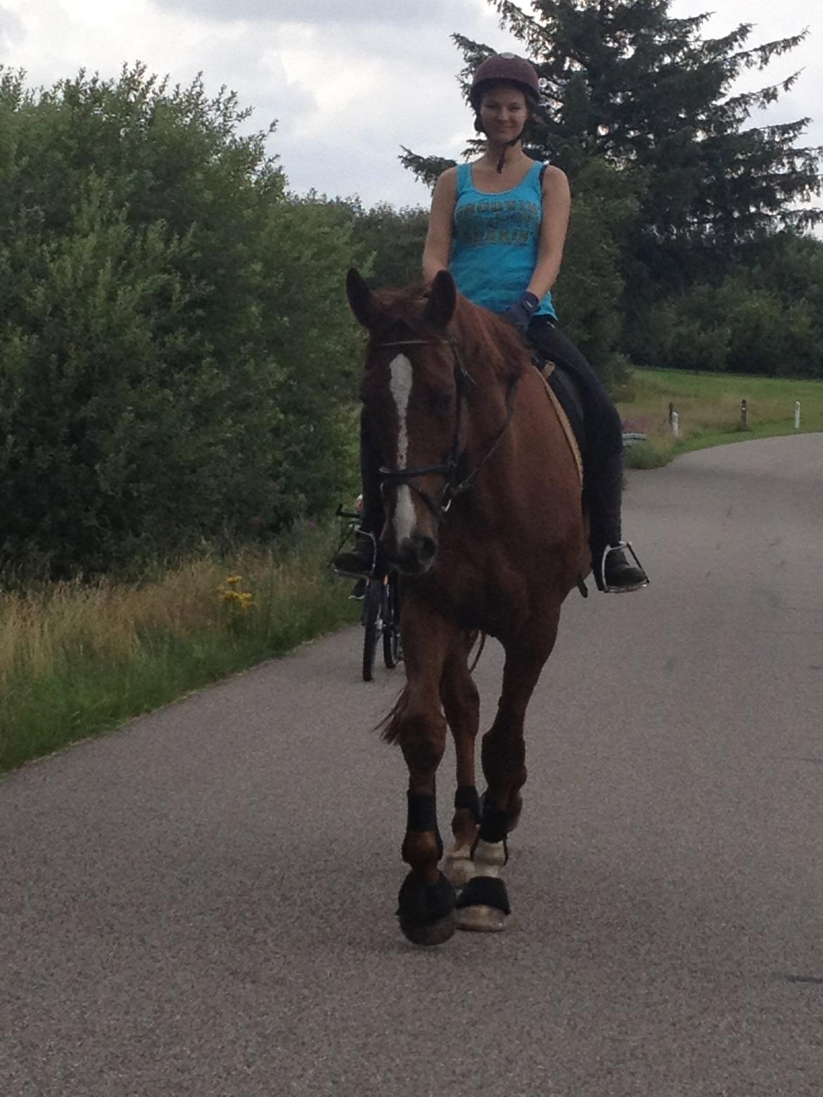 Hollandsk Varmblod Vincent B (Posen) billede 19