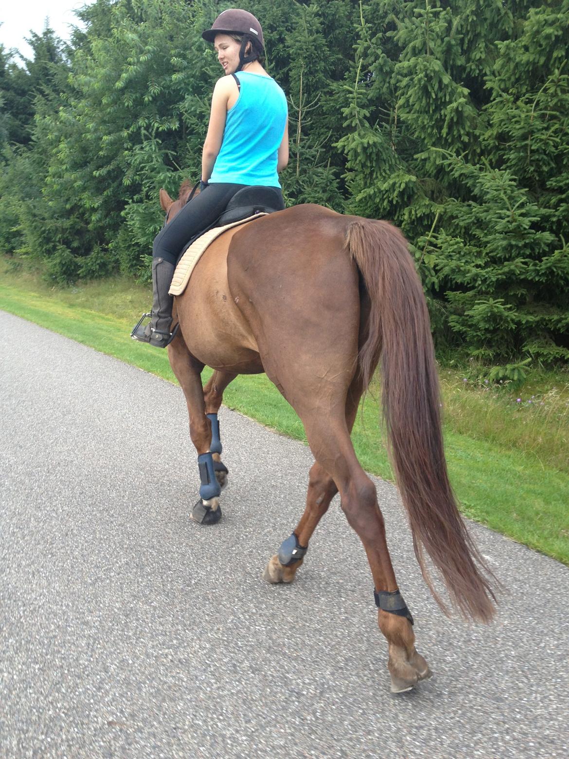 Hollandsk Varmblod Vincent B (Posen) - Når vi er for trætte/vejret er for godt til at ride dressur :) 
Er lige ved at fortælle Anna noget tror jeg billede 9