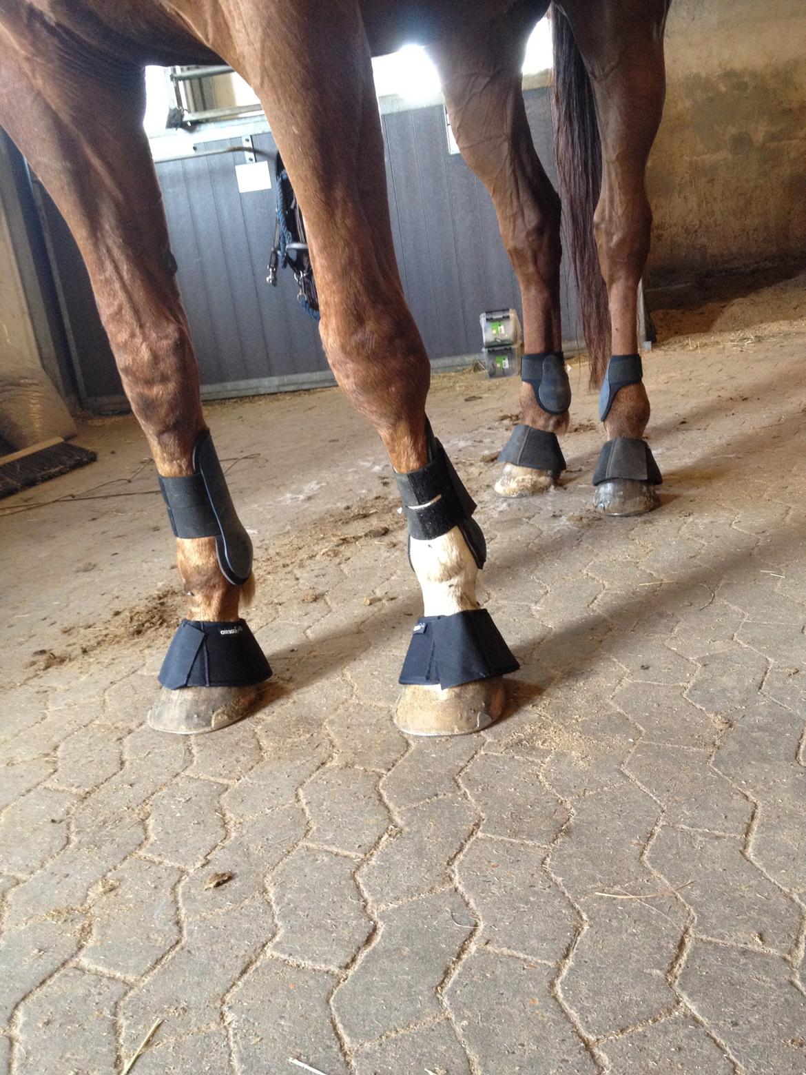 Hollandsk Varmblod Vincent B (Posen) - Puha så meget han skal have på benene den klummer <3 billede 20