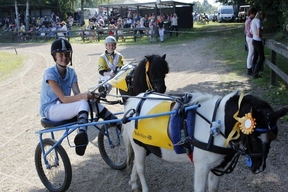 Shetlænder Haagenbjerg's Sif billede 14
