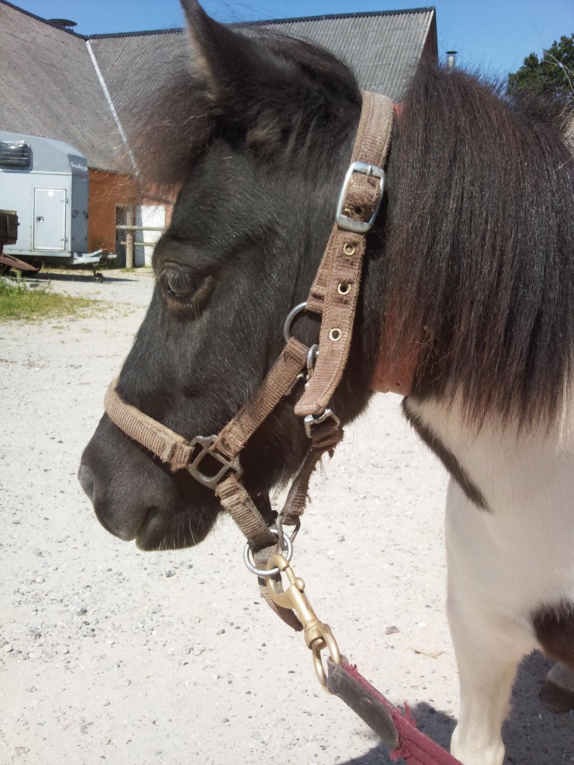 Shetlænder Haagenbjerg's Sif billede 15