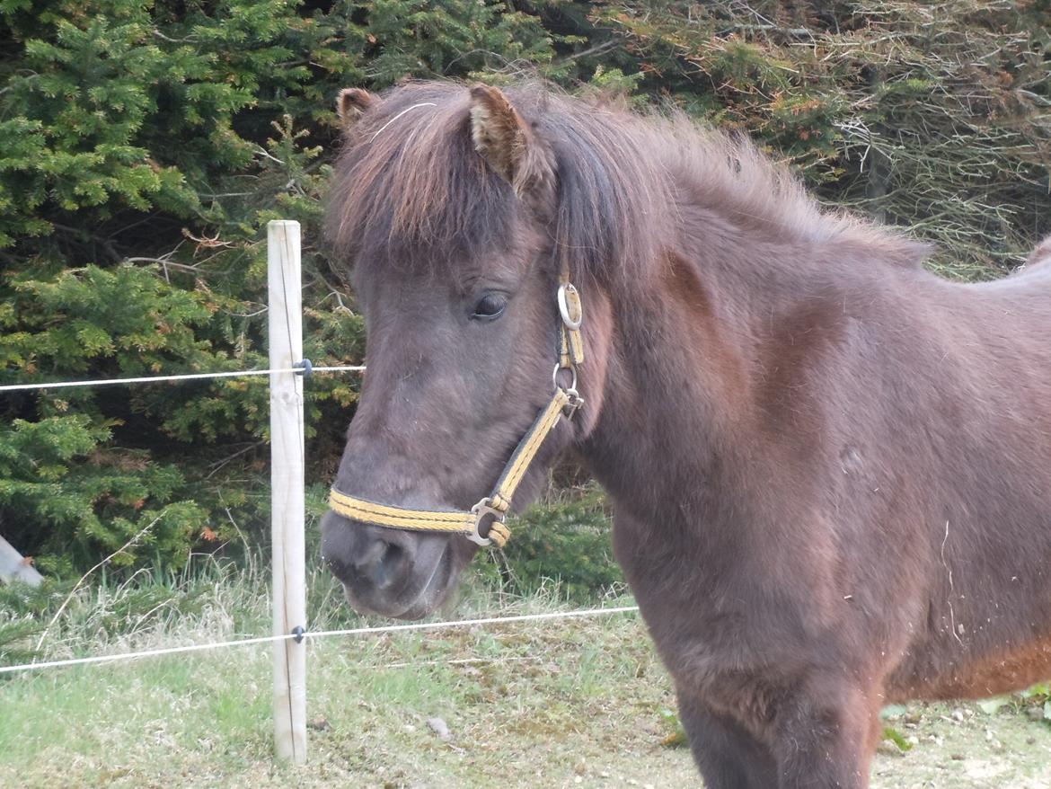 Islænder Björk fra Damgård billede 8