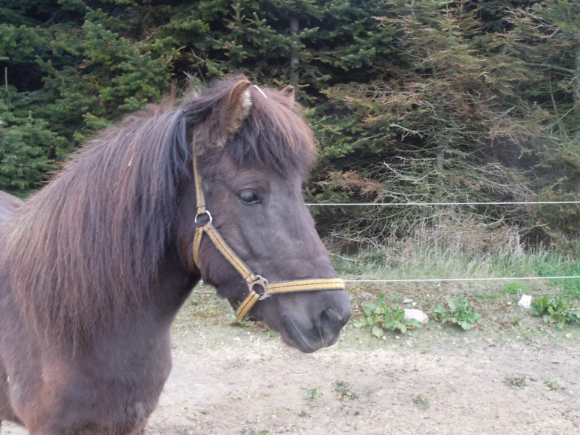 Islænder Björk fra Damgård billede 9