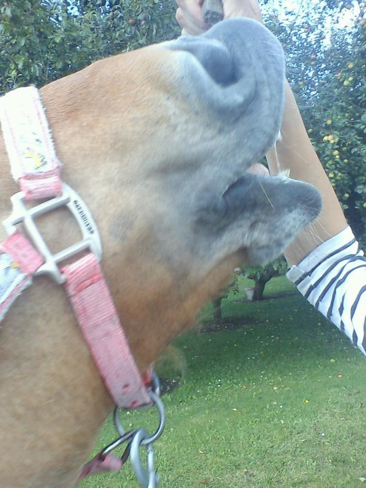 Anden særlig race Lady!<3. - Smil til verden, og verden smiler til dig!
Foto: Søster/Marianne Sørensen.. billede 1