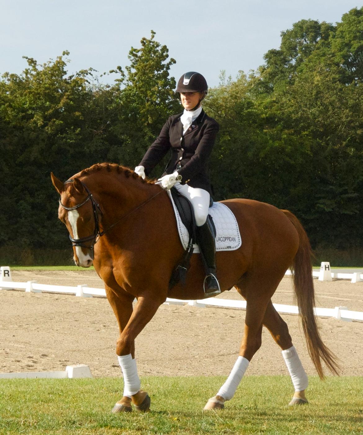 Dansk Varmblod Moonpal billede 2