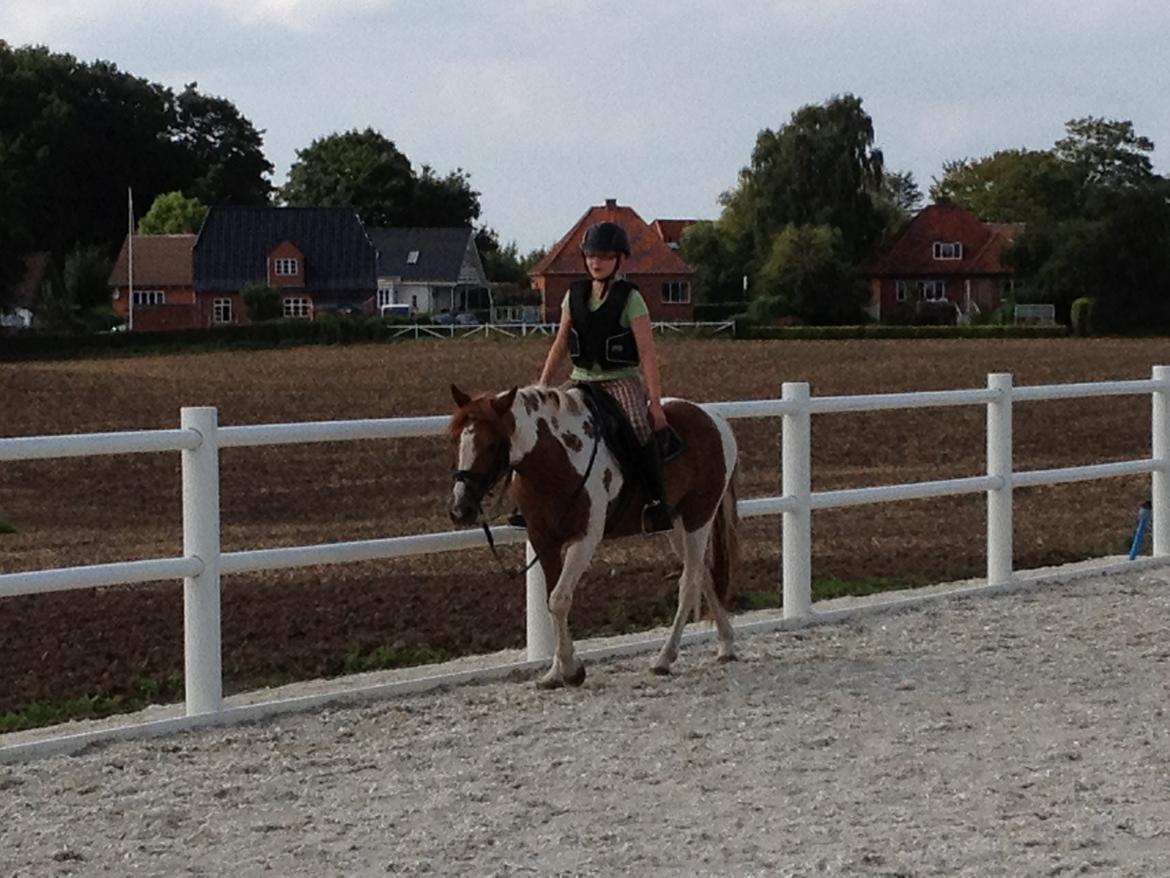 Anden særlig race Kirkegårdsminde Diana. billede 10