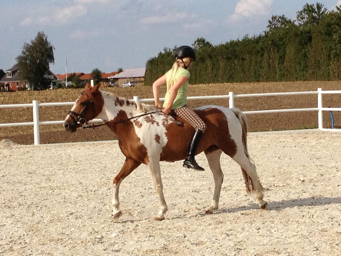 Anden særlig race Kirkegårdsminde Diana. - <3 billede 11