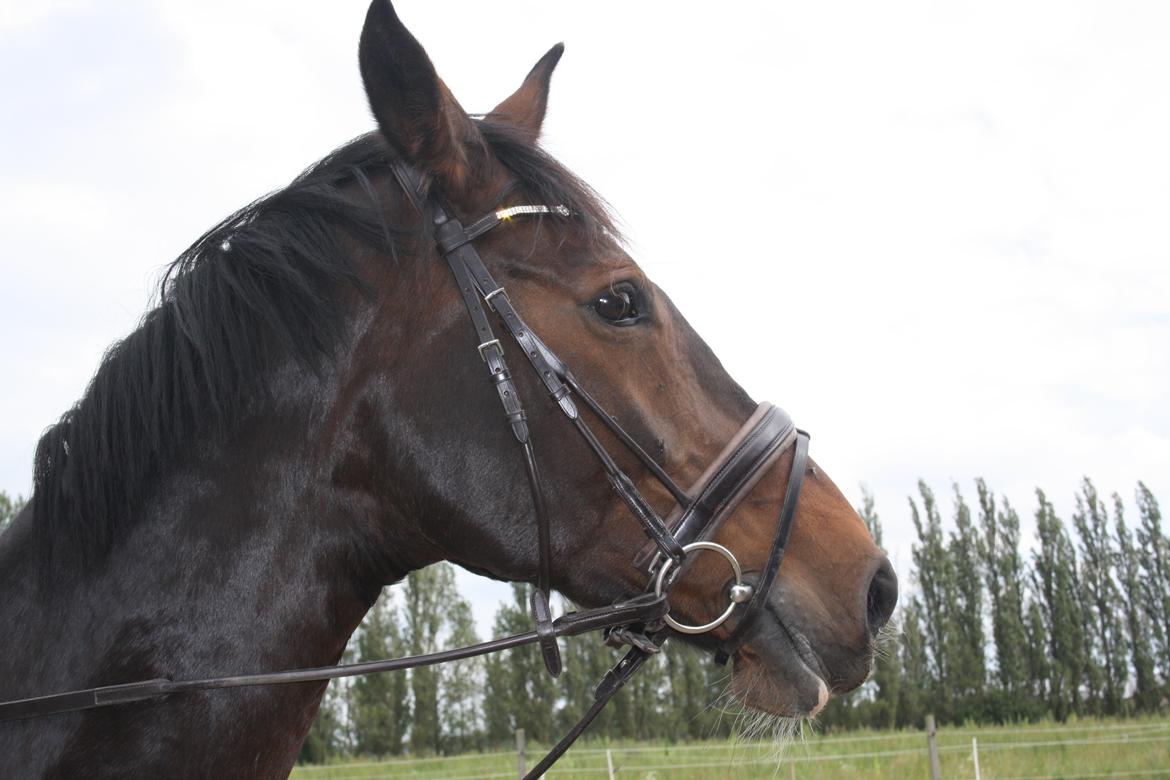 Westfaler Dolce Vita - Taget d. 26-8-12
Vita med hendes nye hovedtøj :-) billede 17