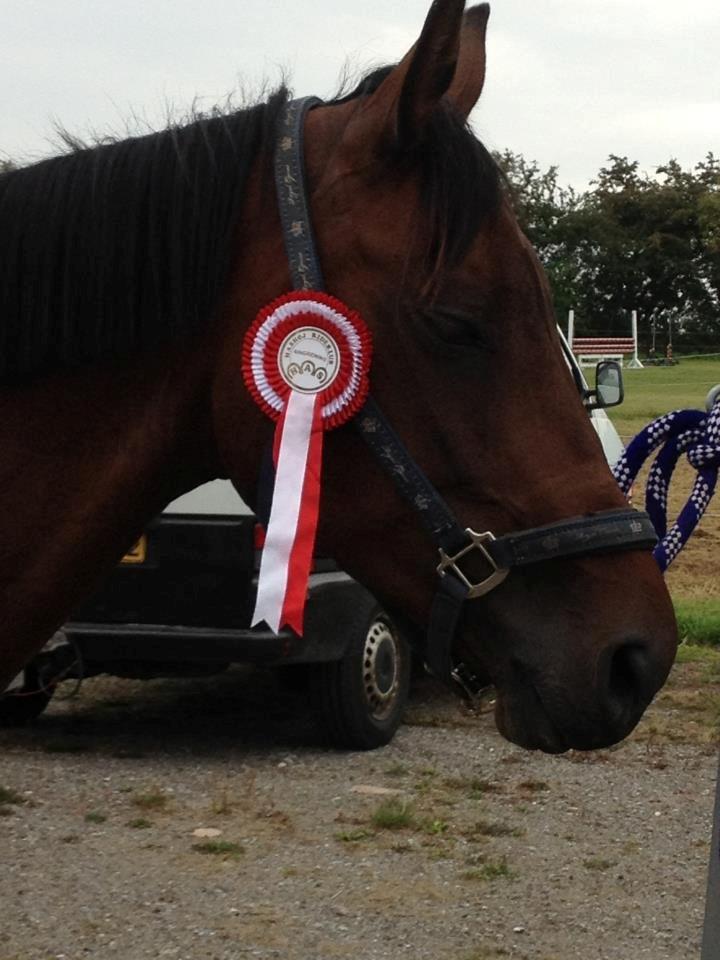 Dansk Varmblod - Fairline billede 9