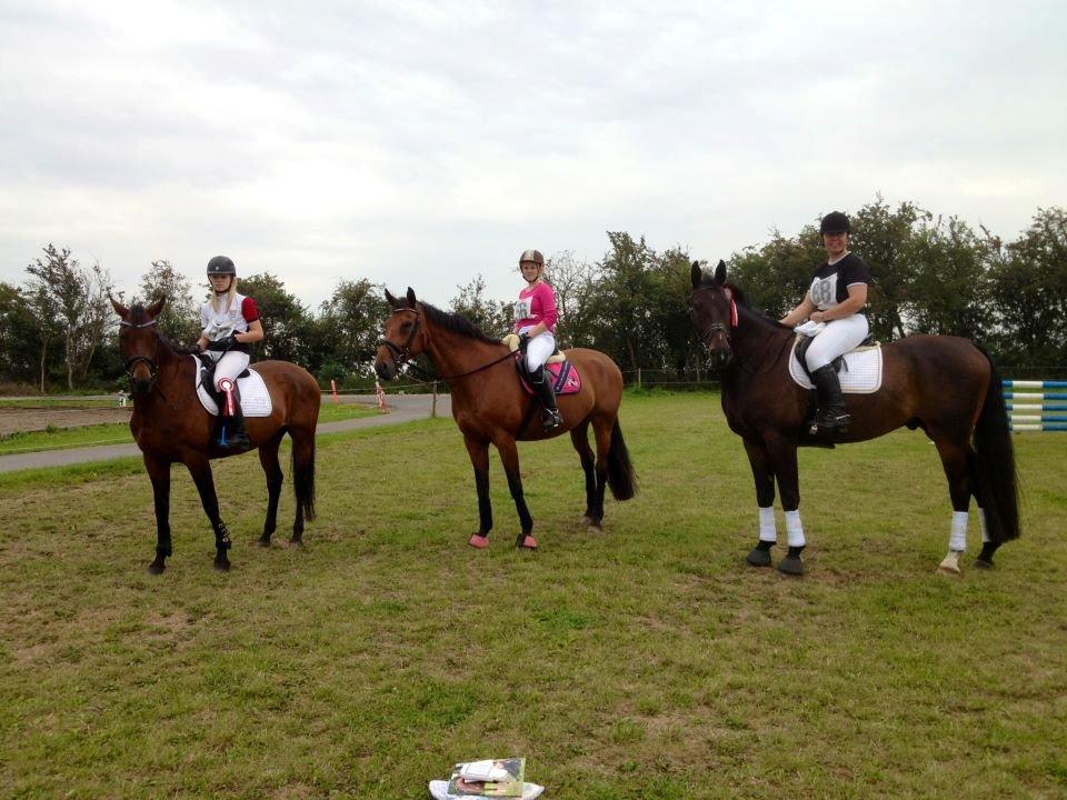 Dansk Varmblod - Fairline billede 11