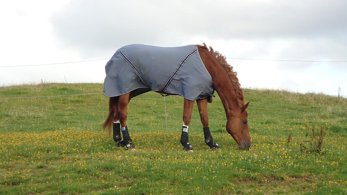 Dansk Varmblod Virgin´s Salsa - Virgin's Salsa netop hjemvendt fra stationsafprøvning og MEGET glad for endelig at være genforenet med sit hjem billede 14