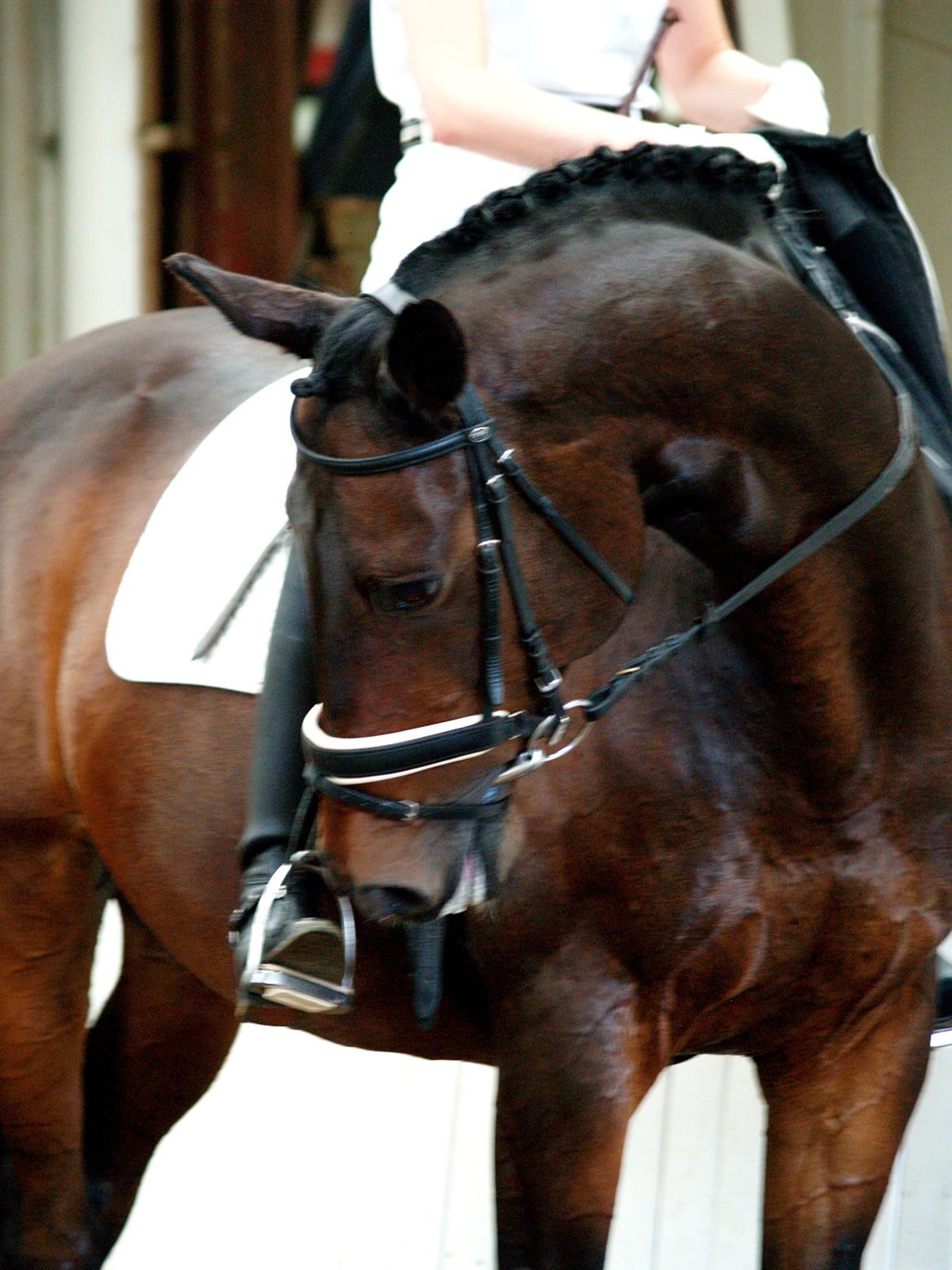 Trakehner Thjalfe - Dejligste Thjalfe d.25/8-2012, lige inden vi for anden gang rider LA2 <3 billede 15