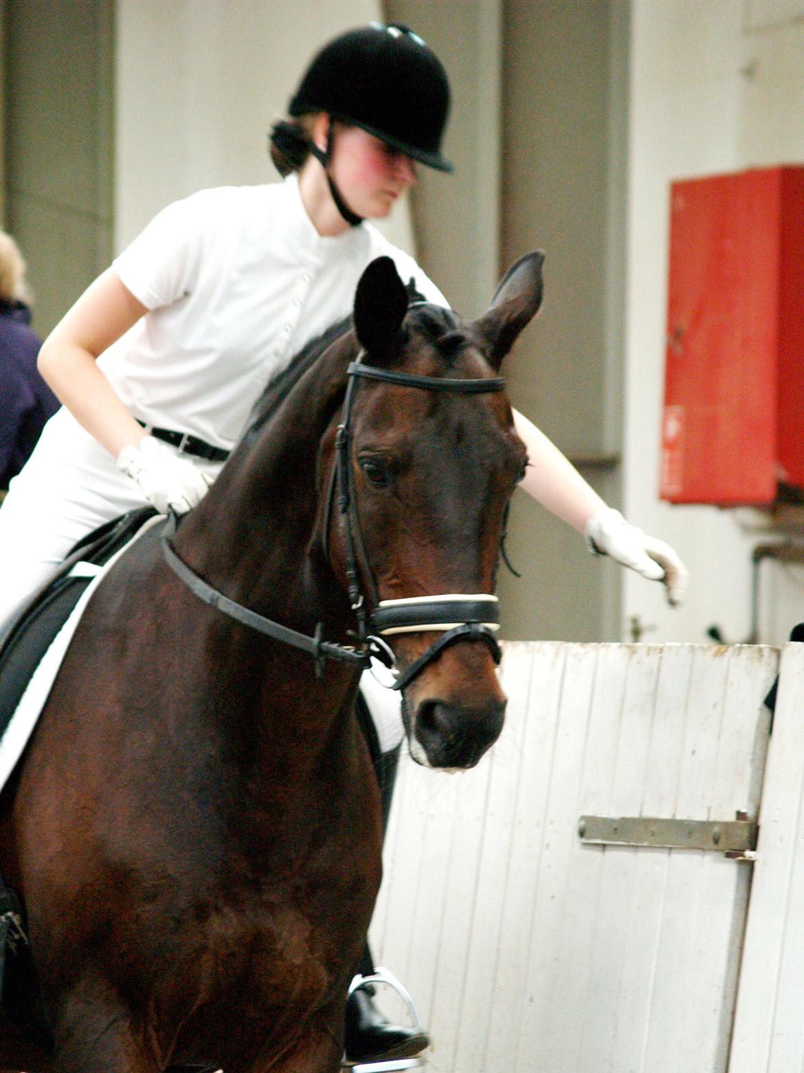 Trakehner Thjalfe - Skønneste Thjalle-mus d.25/8-2012 klubstævne i SIR<3 LA2 62,75% billede 16