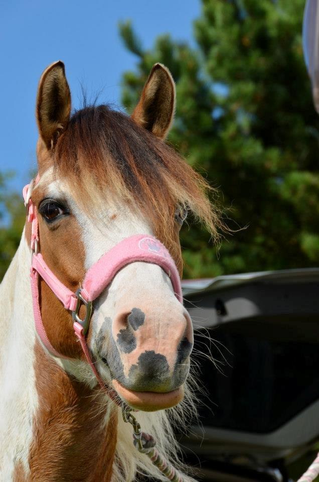 Anden særlig race Hedegaardens Savannah - Der vi var til Hjerl hede jagt naturridning billede 2