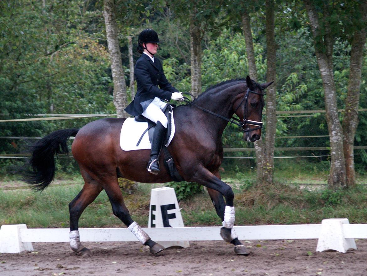 Trakehner Thjalfe - Velkommen til Thjalfes profil! 
Middelgallop LA2 d.25/8-2012 <3 billede 1