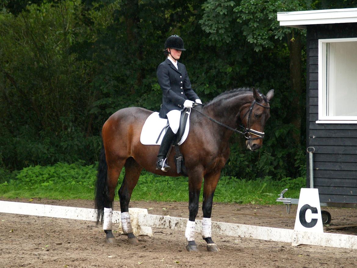 Trakehner Thjalfe - Parade LA1 66,5% delt 2.plads d.25/8-2012 <3 billede 17